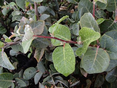 Rhus lentii, photographed by Tom Wainwright