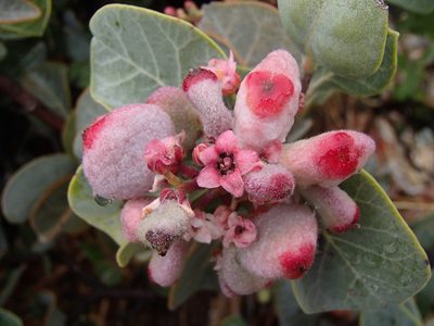 Rhus lentii, photographed by Tom Wainwright