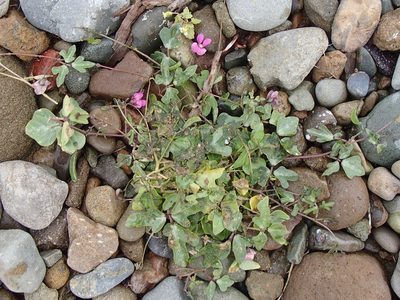 Phaseolus filiformis, photographed by Tom Wainwright