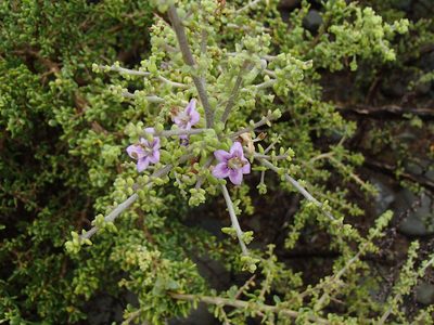 Lycium brevipes, photographed by Tom Wainwright