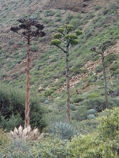 Agave sebastiana, photographed by Tom Wainwright