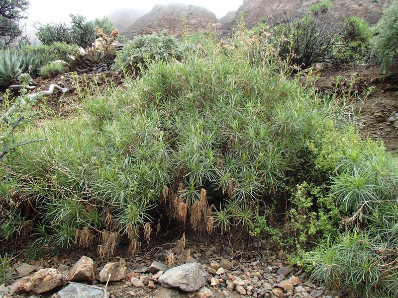 Encelia stenophylla, photographed by Tom Wainwright
