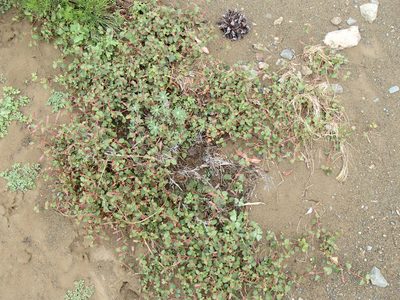 Acalypha californica, photographed by Tom Wainwright