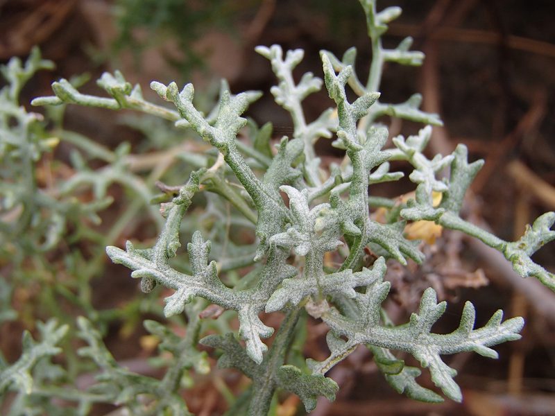 Ambrosia magdalenae, photographed by Tom Wainwright