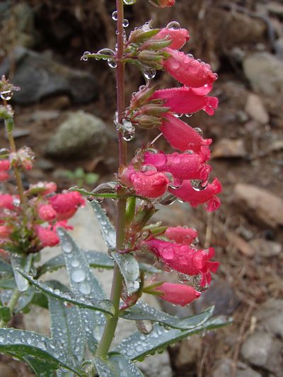 Penstemon cerrosensis, photographed by Tom Wainwright