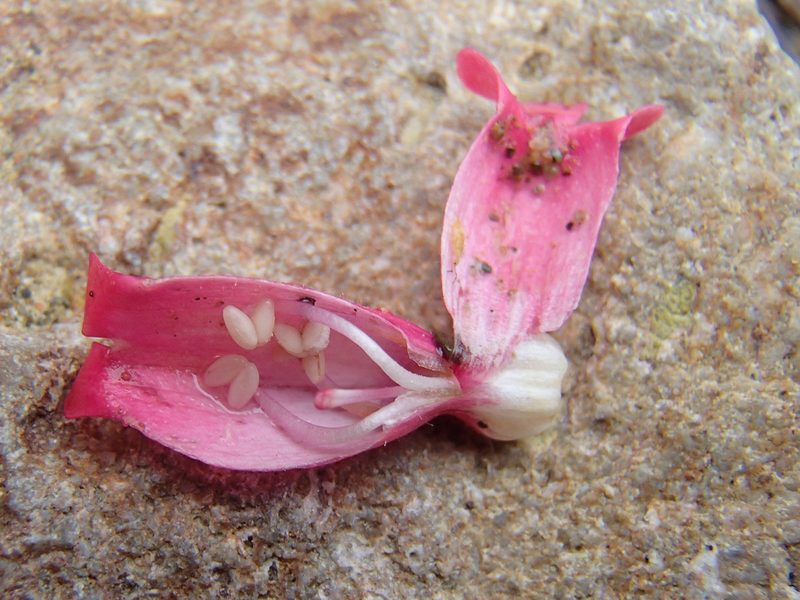 Penstemon cerrosensis, photographed by Tom Wainwright