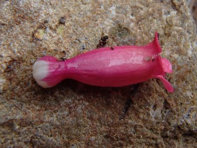 Penstemon cerrosensis, photographed by Tom Wainwright
