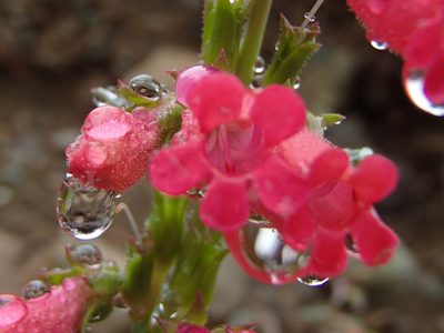 Penstemon cerrosensis, photographed by Tom Wainwright