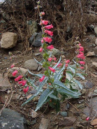 Penstemon cerrosensis, photographed by Tom Wainwright