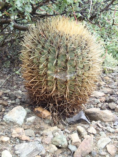 Ferocactus chrysacanthus, photographed by Tom Wainwright