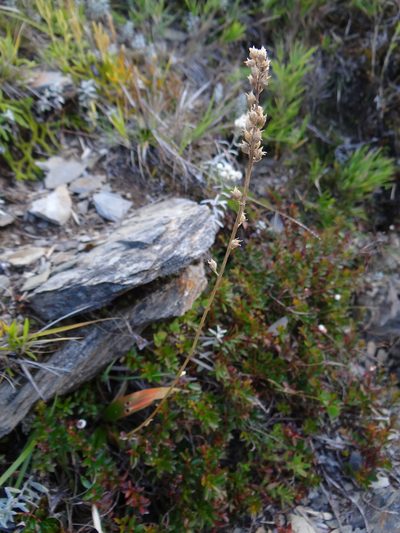 Aletris glabra, photographed by 呂一起(Lyu yi-chi)