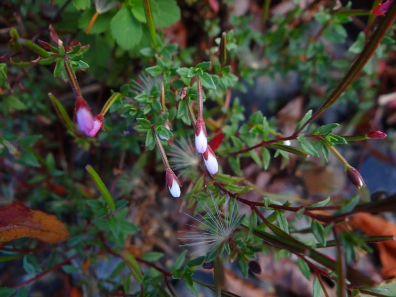 Epilobium hohuanense, photographed by 呂一起(Lyu yi-chi)