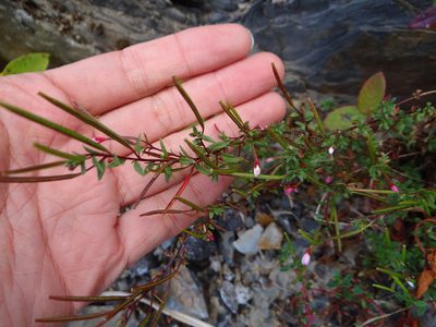 Epilobium hohuanense, photographed by 呂一起(Lyu yi-chi)