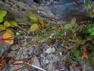 Epilobium hohuanense, photographed by 呂一起(Lyu yi-chi)