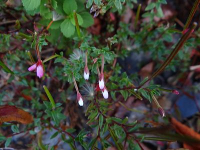 Epilobium hohuanense, photographed by 呂一起(Lyu yi-chi)