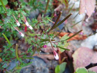 Epilobium hohuanense, photographed by 呂一起(Lyu yi-chi)
