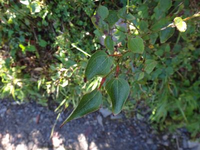 Smilax vaginata, photographed by 呂一起(Lyu yi-chi)