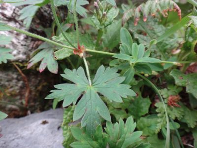 Geranium hayatanum, photographed by 呂一起(Lyu yi-chi)