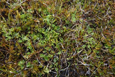 Ranunculus maculatus, photographed by John Barkla