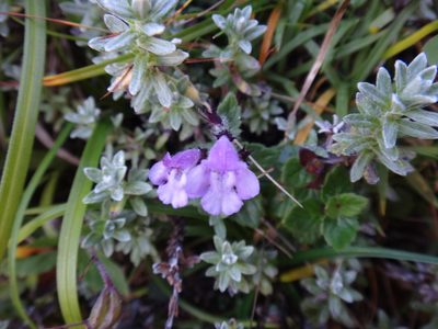 Clinopodium laxiflorum, photographed by 呂一起(Lyu yi-chi)