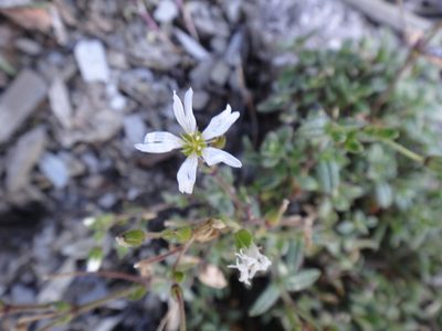 Cerastium morrisonense, photographed by 呂一起(Lyu yi-chi)