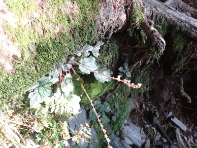 Asimitellaria formosana, photographed by 呂一起(Lyu yi-chi)