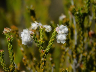 Erica fimbriata, photographed by Rebecca Ryen-Stols