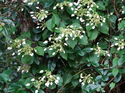 Hydrangea fauriei, photographed by 呂一起(Lyu yi-chi)
