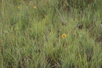 Cyperus sphaerocephalus, photographed by Tony Rebelo