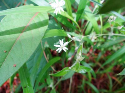 Stellaria vestita, photographed by 呂一起(Lyu yi-chi)