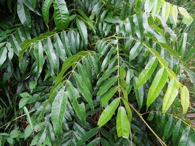 Platycarya strobilacea, photographed by 呂一起(Lyu yi-chi)
