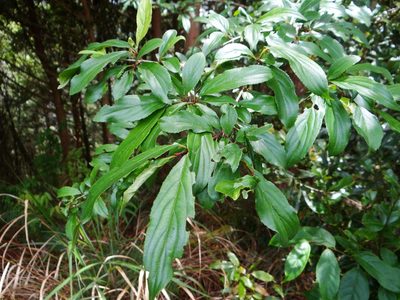 Rhamnus pilushanensis, photographed by 呂一起(Lyu yi-chi)