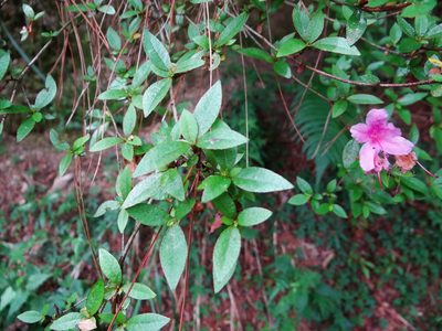 Rhododendron breviperulatum, photographed by 呂一起(Lyu yi-chi)
