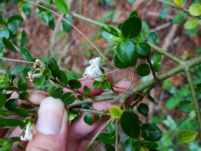 Ligustrum morrisonense, photographed by 呂一起(Lyu yi-chi)