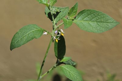 Solanum nigrescens, photographed by Andrés Ramírez-Barrera