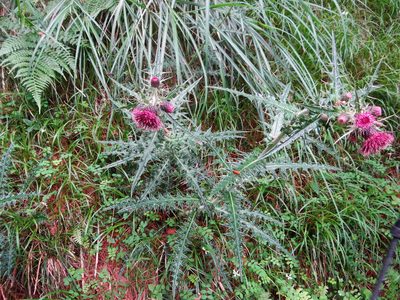 Cirsium suzukii, photographed by 呂一起(Lyu yi-chi)