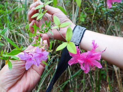 Rhododendron breviperulatum, photographed by 呂一起(Lyu yi-chi)