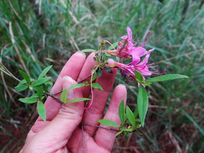 Rhododendron noriakianum, photographed by 呂一起(Lyu yi-chi)