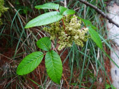 Toxicodendron orientale, photographed by 呂一起(Lyu yi-chi)