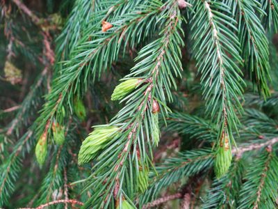 Picea morrisonicola, photographed by 呂一起(Lyu yi-chi)