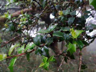 Ilex bioritsensis, photographed by 呂一起(Lyu yi-chi)