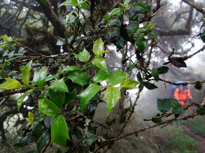 Ilex bioritsensis, photographed by 呂一起(Lyu yi-chi)
