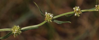 Spermacoce natalensis, photographed by Tony Rebelo
