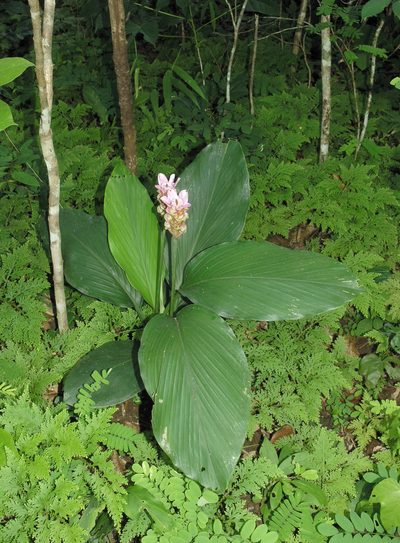 Curcuma rhabdota, photographed by Oleg Kosterin