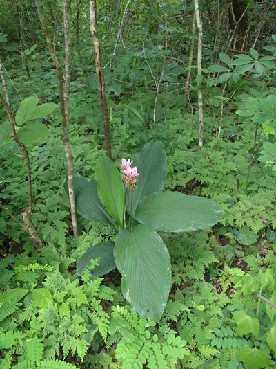Curcuma rhabdota, photographed by Oleg Kosterin