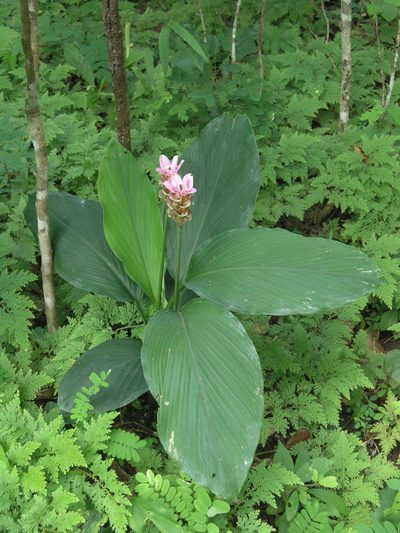 Curcuma rhabdota, photographed by Oleg Kosterin