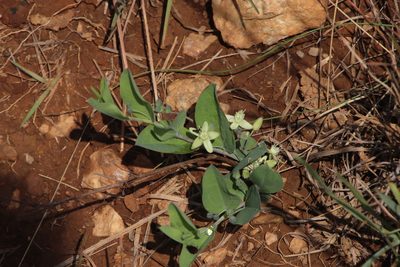 Basananthe sandersonii, photographed by Tony Rebelo