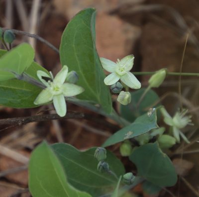 Basananthe sandersonii, photographed by Tony Rebelo