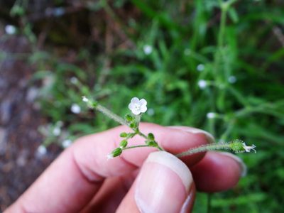 Cerastium subpilosum, photographed by 呂一起(Lyu yi-chi)