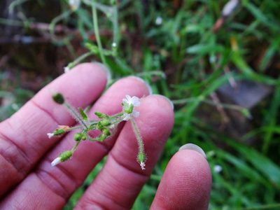 Cerastium subpilosum, photographed by 呂一起(Lyu yi-chi)
